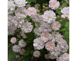 Rosa 'Paul's Himalayan Musk Rambler' - Rambler, Roos in pot