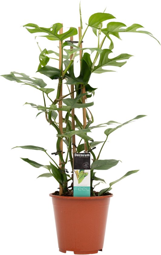 happiness plant Large Happiness tree (236cm) in Nursery Grow Pot – Pulpy Garden main image 1