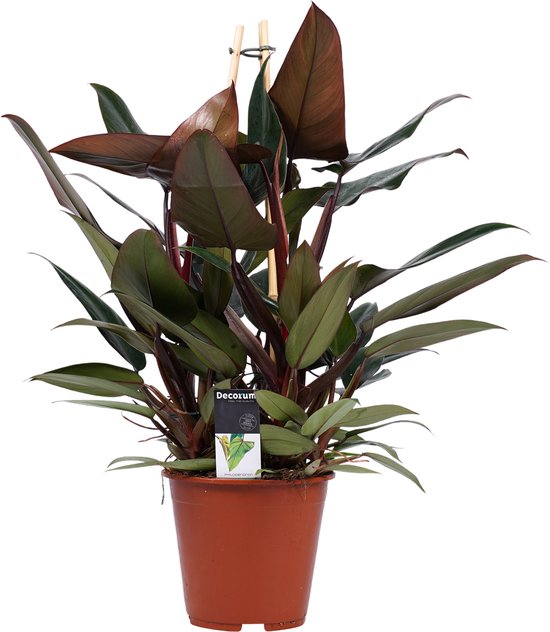 Decorum Philodendron New Red  Pyramide - Kwekerij Montis Moerkapelle B.V -  Groene... | bol