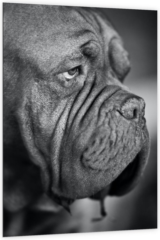 WallClassics - Dibond - Bordeaux hond Zwart / Wit - 100x150 cm Foto op Aluminium (Wanddecoratie van metaal)