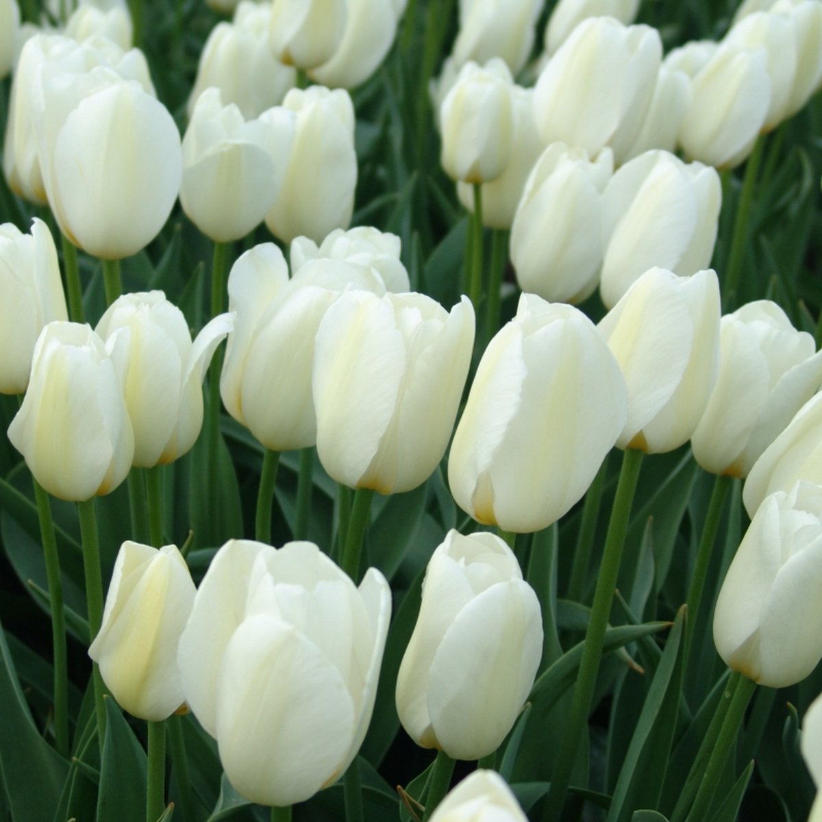 Tulp Pays Bas® | 10 stuks | Wit | Tulpenbollen | Snijbloem