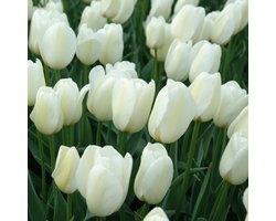 Tulp Pays Bas® | Wit | Tulpenbollen | Snijbloem | 100% Bloeigarantie