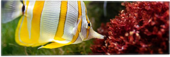 WallClassics - Drapeau - Jaune avec poisson-papillon Witte dans l' Water - 60x20 cm Photo sur drapeau en polyester