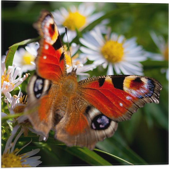 WallClassics - Vlag - Rood Bruine Vlinder op Witte Bloem - 50x50 cm Foto op Polyester Vlag