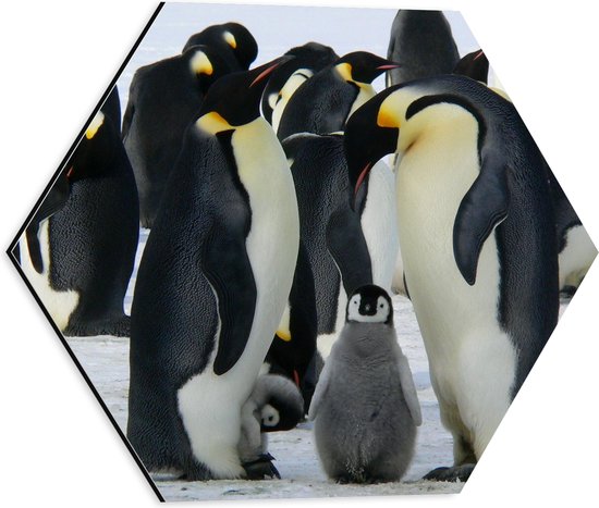 WallClassics - Dibond Hexagon - Pinguïns met hun Baby's - 40x34.8 cm Foto op Hexagon (Met Ophangsysteem)