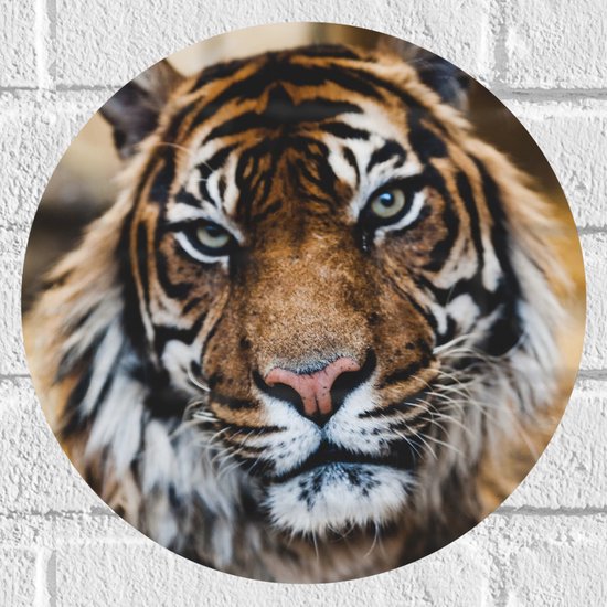 WallClassics - Sticker Muursticker Cercle - Tigre dans le Cirque - 30x30 cm Photo sur Sticker Muursticker