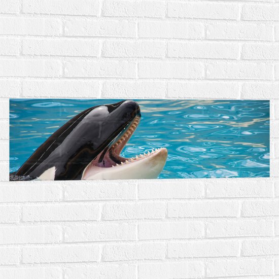 WallClassics - Muursticker - Orca in het Zwembad - 90x30 cm Foto op Muursticker