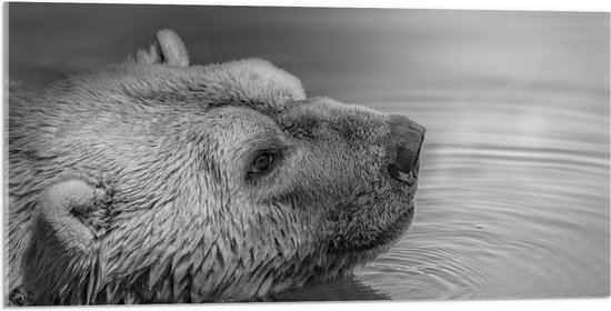 WallClassics - Acrylglas - Ijsbeer Zwemmend in het Water Zwart/Wit - 100x50 cm Foto op Acrylglas (Met Ophangsysteem)
