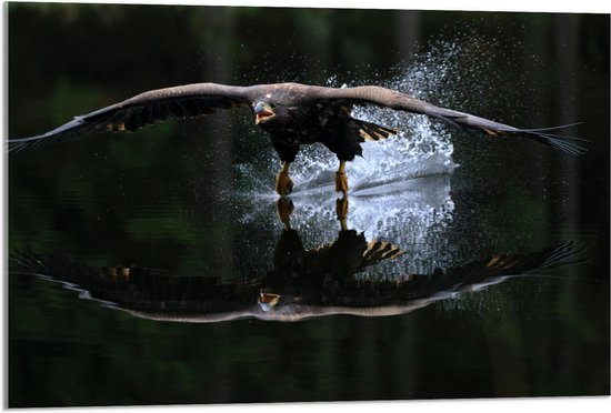 WallClassics - Verre acrylique - Aigle juste au-dessus de l'eau - Photo 90x60 cm sur verre acrylique (Décoration murale sur acrylique)