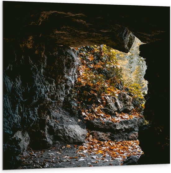 WallClassics - Dibond - Herfstbladeren in Kleine Grot - 100x100 cm Foto op Aluminium (Wanddecoratie van metaal)