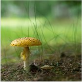 WallClassics - Poster de Jardin - Champignon Amanite Tue-Mouche dans  l'Herbe Verte 