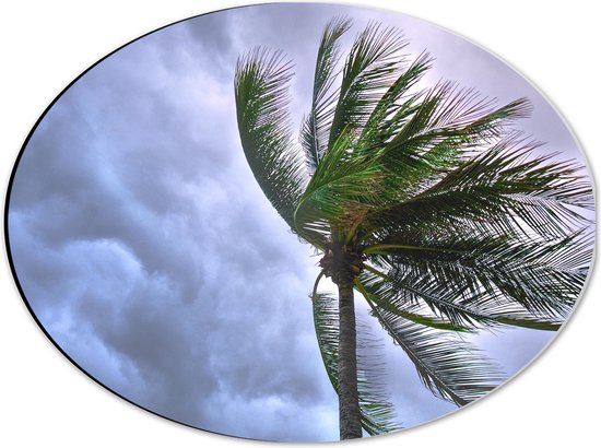 WallClassics - Dibond Ovaal - Palmboom in Harde Wind - 40x30 cm Foto op Ovaal (Met Ophangsysteem)