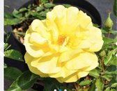 Rosa 'Friesia' - Roos in pot