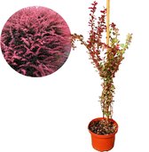 Berberis thunbergii ‘Rose Glow’ sierheester, 2 liter pot