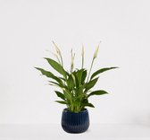 Spathiphyllum in sierpot Livia Donker Blauw – witte kamerplant – luchtzuiverende lepelplant - 60-75cm - Ø15 – geleverd met plantenpot – vers uit de kwekerij