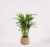Areca in sierpot Livia Vanille – luchtzuiverende kamerplant – eenvoudig te onderhouden Goudpalm - 35-50cm - Ø15 – geleverd met plantenpot – vers uit de kwekerij