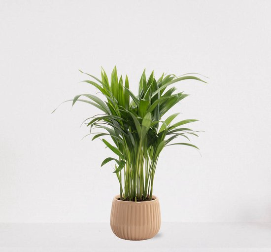 Plantes d'extérieur à partir de 1,99€. Fraîches et emballées de