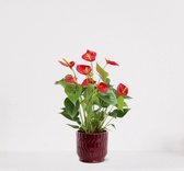 Anthurium Rood in sierpot Jacky Bordeaux Rood – bloeiende kamerplant – flamingoplant – 40-50cm - Ø13 – geleverd met plantenpot – vers uit de kwekerij