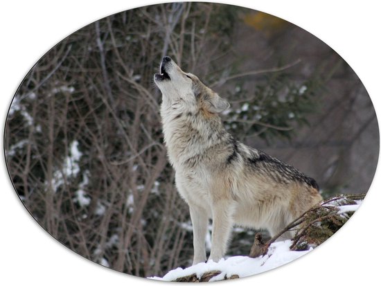 WallClassics - Dibond Ovaal - Huilende Wolf in de Sneeuw - 96x72 cm Foto op Ovaal (Met Ophangsysteem)
