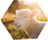 WallClassics - PVC Schuimplaat Hexagon  - Schaap met Zonlicht - 80x69.6 cm Foto op Hexagon (Met Ophangsysteem)