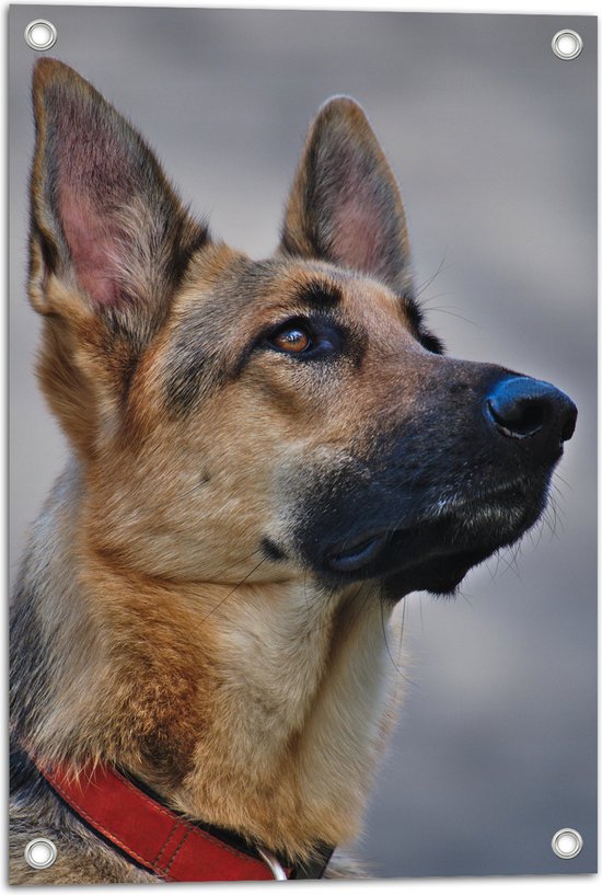 WallClassics - Poster de jardin - Berger observateur - 40x60 cm Photo sur poster de jardin (décoration murale pour extérieur et intérieur)