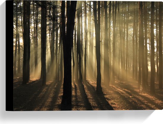 WallClassics - Toile - Rayons de soleil matinaux à travers des Arbres étroits - Photo sur toile 40x30 cm (Décoration murale )