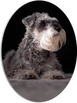 WallClassics - PVC Schuimplaat Ovaal - Grijze Dwergschnauzer - 42x56 cm Foto op Ovaal (Met Ophangsysteem)