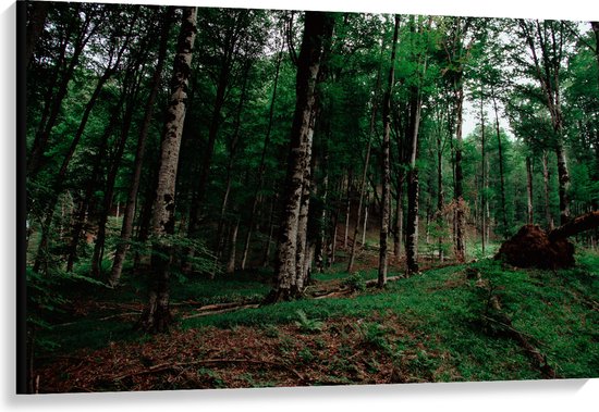 WallClassics - Canvas  - Smalle Bomen in Donkergroen gekleurd Bos - 120x80 cm Foto op Canvas Schilderij (Wanddecoratie op Canvas)