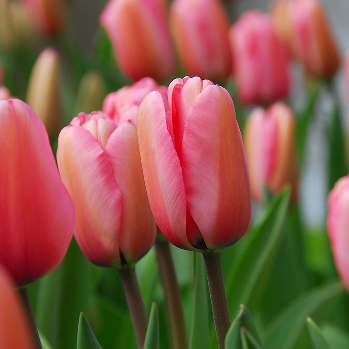 Tulp Pink Impression | 10 stuks | Darwinhybride | Roze