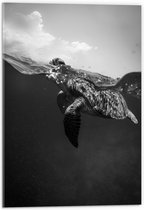 WallClassics - Acrylglas - Schildpad Zwemmend in het Water Zwart / Wit - 40x60 cm Foto op Acrylglas (Wanddecoratie op Acrylaat)