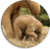 WallClassics - Dibond Muurcirkel - Mama Olifant met Baby Olifantje - 40x40 cm Foto op Aluminium Muurcirkel (met ophangsysteem)
