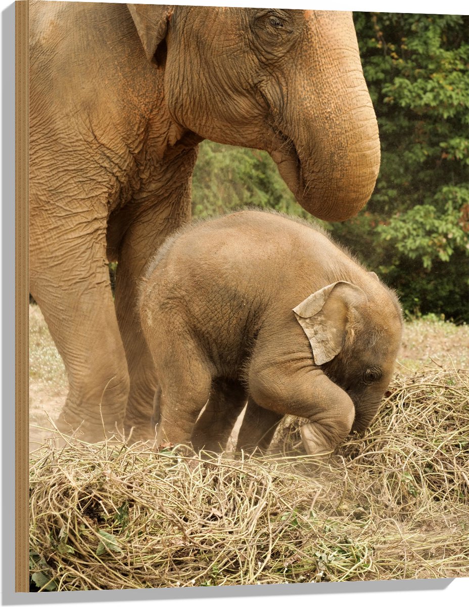 Hout - Mama Olifant met Baby Olifantje - 60x80 cm - 12 mm dik - Foto op Hout (Met Ophangsysteem)