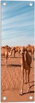 WallClassics - Tuinposter – Vrolijke Kamelen in de Woestijn - 20x60 cm Foto op Tuinposter  (wanddecoratie voor buiten en binnen)