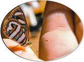 WallClassics - Dibond Ovaal - Gekleurde Vlinder op Hand - 40x30 cm Foto op Ovaal (Met Ophangsysteem)