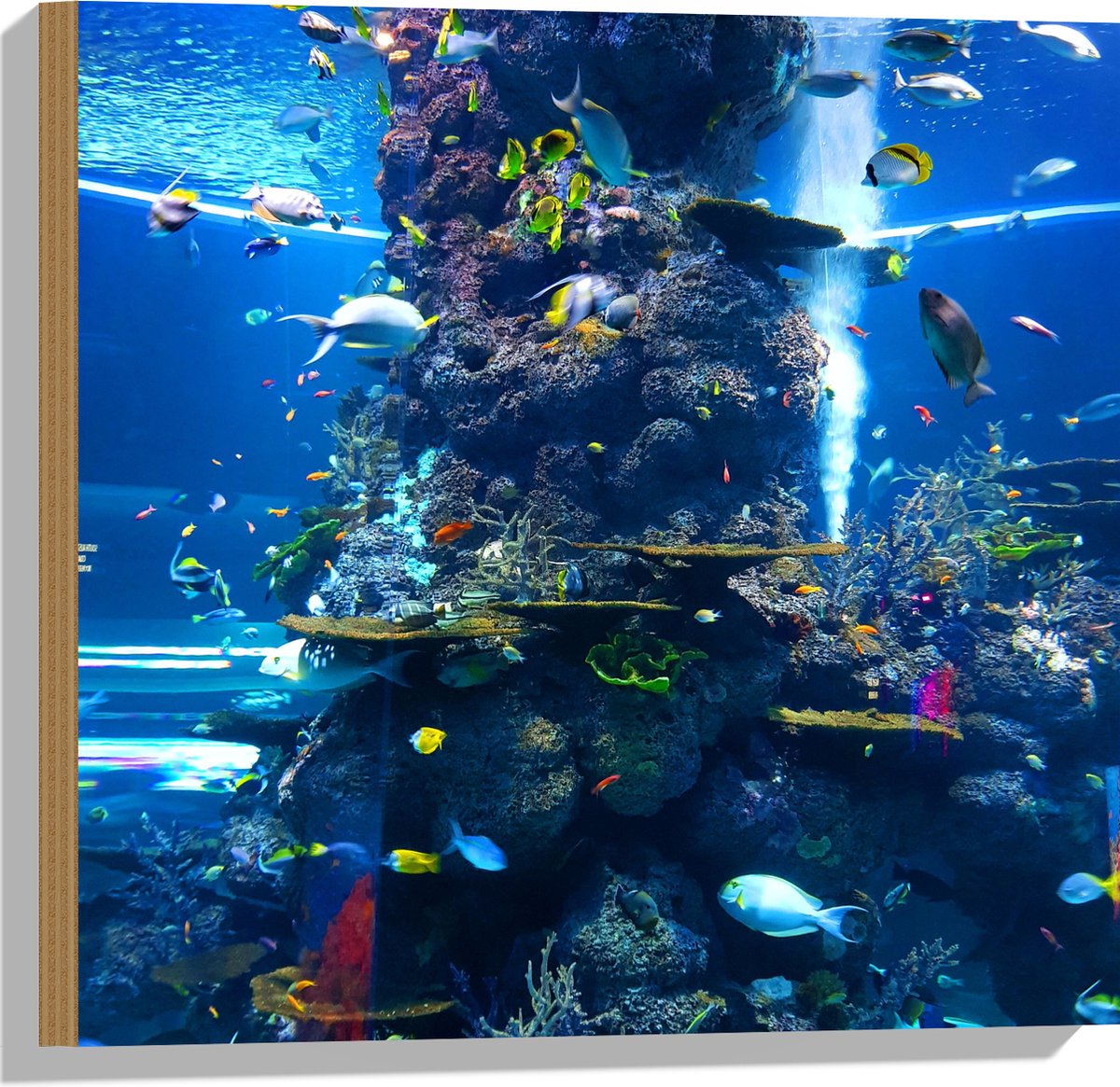 Hout - Prachtig Aquarium met mooie Vissen - 50x50 cm - 12 mm dik - Foto op Hout (Met Ophangsysteem)