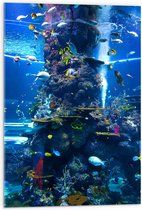 WallClassics - Verre Acrylique - Bel Aquarium avec de Beaux Pêche - Photo 50x75 cm sur Verre Acrylique (Avec Système de Suspension)