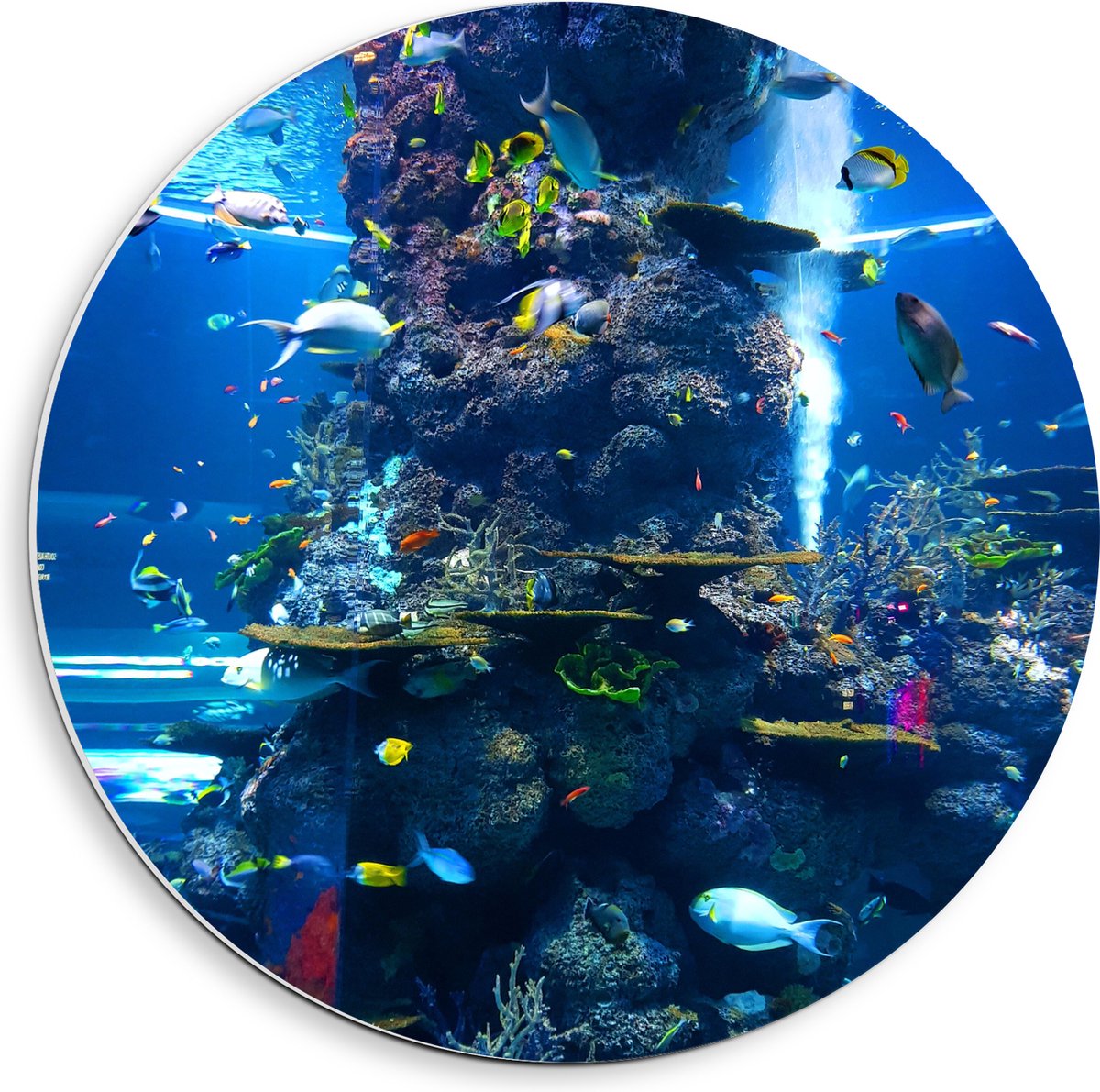 PVC Schuimplaat Muurcirkel - Prachtig Aquarium met mooie Vissen - 40x40 cm Foto op Muurcirkel (met ophangsysteem)