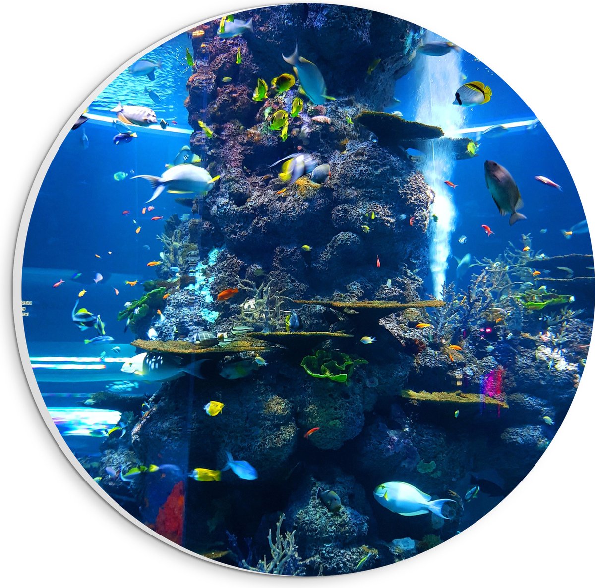 PVC Schuimplaat Muurcirkel - Prachtig Aquarium met mooie Vissen - 20x20 cm Foto op Muurcirkel (met ophangsysteem)