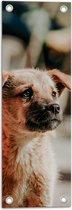 WallClassics - Tuinposter – Eenzame Puppy - 20x60 cm Foto op Tuinposter  (wanddecoratie voor buiten en binnen)