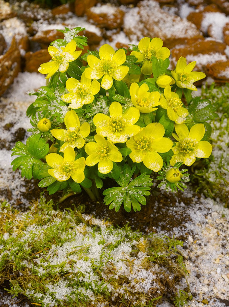 250x Winterakoniet 'Eranthis cilicica' - BULBi® Bloembollen met bloeigarantie