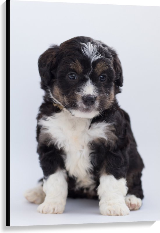 WallClassics - Canvas  - Bernedoodle Puppy - 80x120 cm Foto op Canvas Schilderij (Wanddecoratie op Canvas)