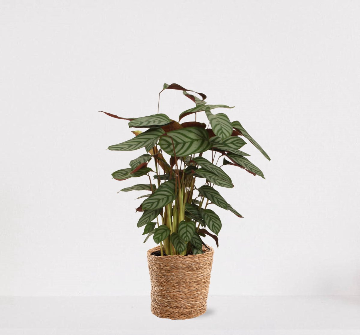 Calathea Compactstar en pot décoratif Livia Vanille - plante d'intérieur  purificatrice