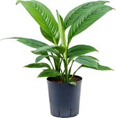 Lepelplant Spathiphyllum sensation S hydrocultuur plant