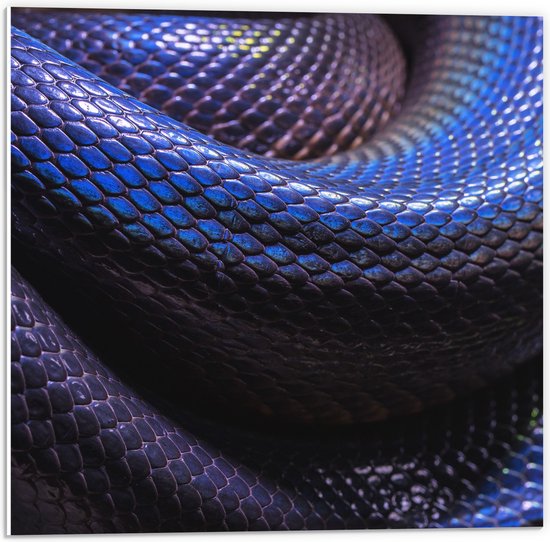 WallClassics - PVC Schuimplaat- Blauw Paarse Slangenhuid - 50x50 cm Foto op PVC Schuimplaat