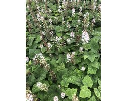 6 x Tiarella Wherryi - Perzische Muts - in pot 9 x 9 cm