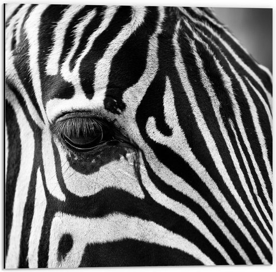 WallClassics - Dibond - Voorhoofd van een Zebra - 50x50 cm Foto op Aluminium (Met Ophangsysteem)