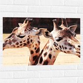 WallClassics - Muursticker - Leuke Giraffen - 75x50 cm Foto op Muursticker
