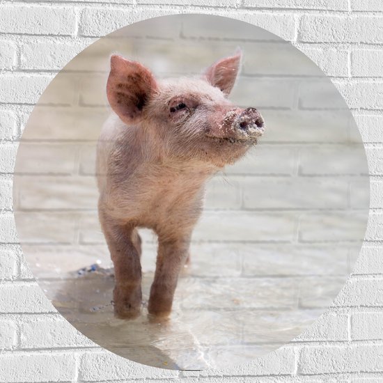 WallClassics - Muursticker Cercle - Porcinet sur la plage - 80x80 cm Photo sur Muursticker