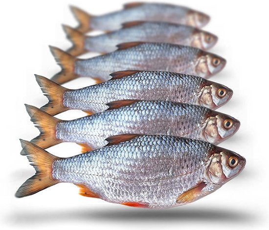 Prebaits Voorn Middel - Dood aas - Wit — afbeelding 5
