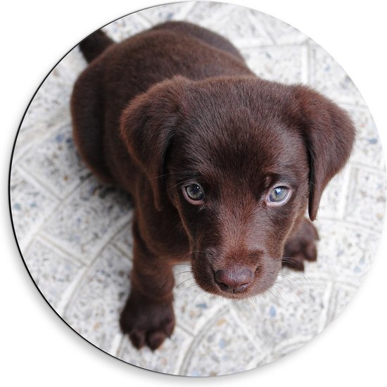 WallClassics - Dibond Muurcirkel - Bruine Honden Puppy - 50x50 cm Foto op Aluminium Muurcirkel (met ophangsysteem)